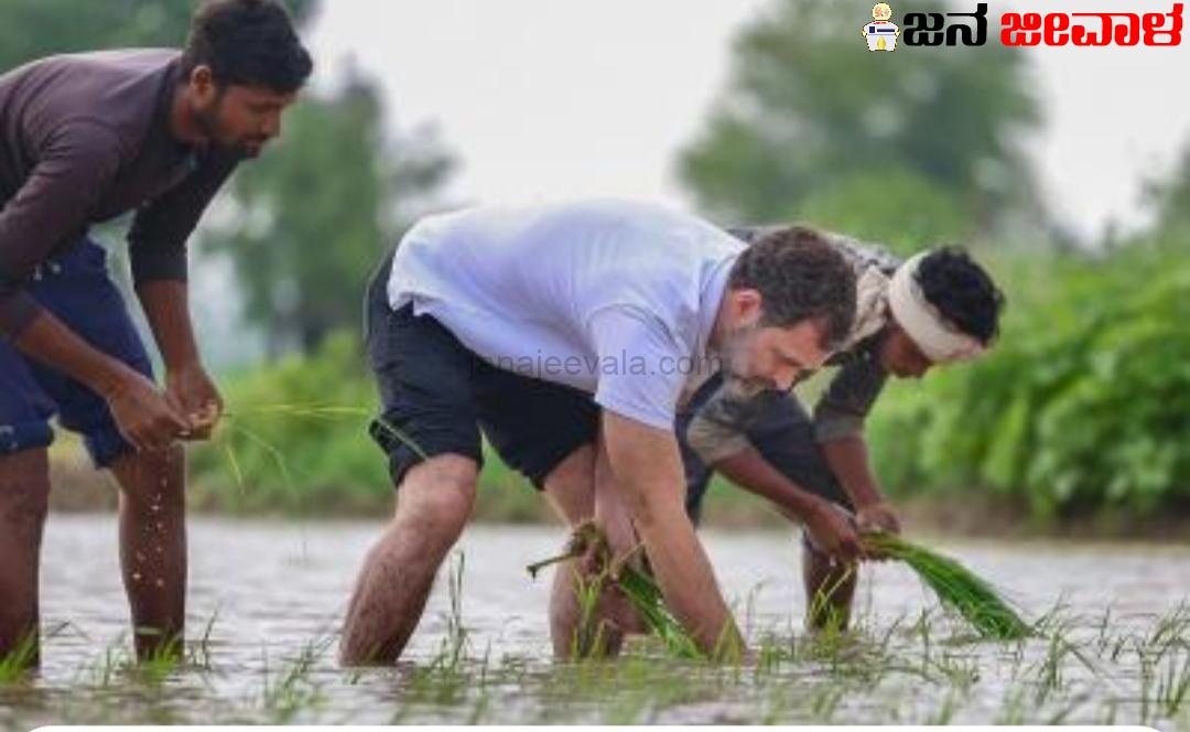 ಭತ್ತ ನಾಟಿ ಮಾಡಿದ ರಾಹುಲ್ ಗಾಂಧಿ