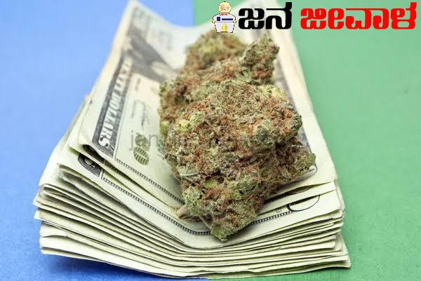 ಗಾಂಜಾ ಘಾಟು ಕುಡಿಯಲ್ಲೇ ಚಿವುಟುವ ಬದಲು ಚಿಗುರಿಸಲು ಸಿದ್ಧವಾದ್ರಾ ಕ್ಯಾಂಪ್ ಖಾಕಿ...!?