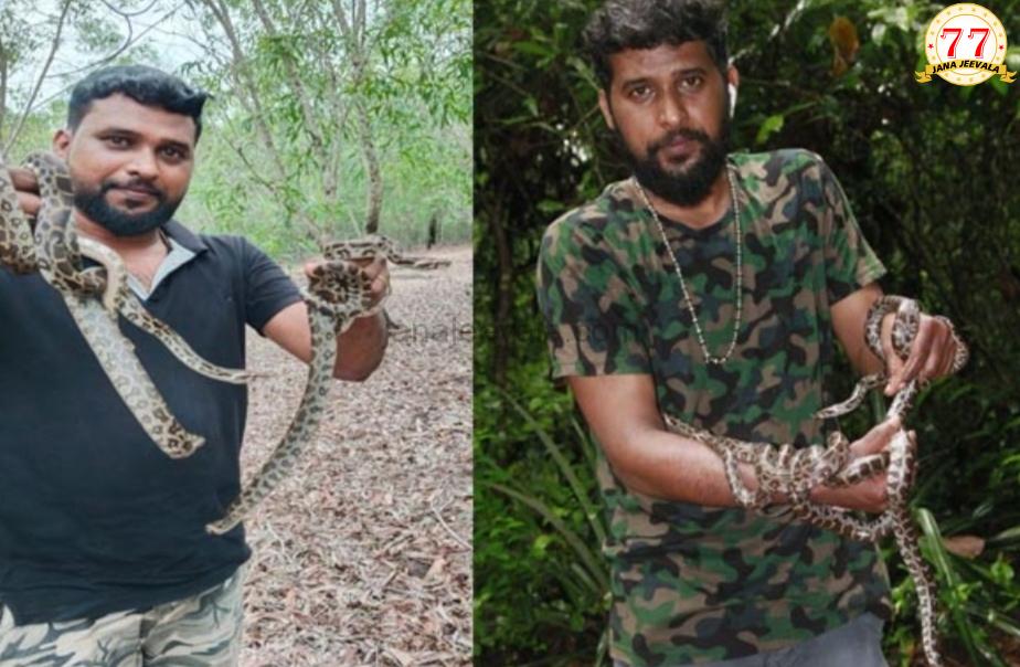 ಹೆಬ್ಬಾವಿನ ಮೊಟ್ಟೆಗಳಿಗೆ ಕೃತಕ ಕಾವು ನೀಡಿ ಮರಿಗಳ ರಕ್ಷಣೆ