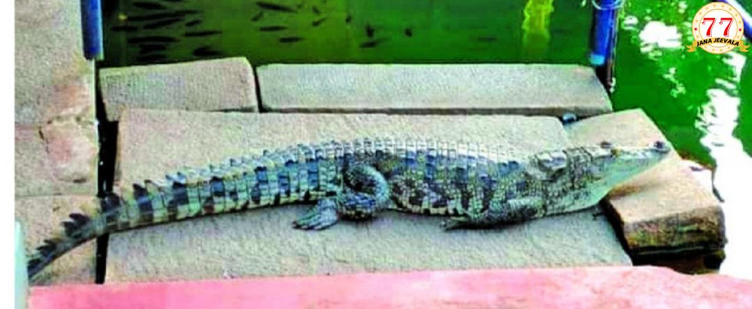 ಭಾರೀ ಕೌತುಕ : ದರ್ಶನ ನೀಡಿದ ದೇವರ ಮೊಸಳೆ !