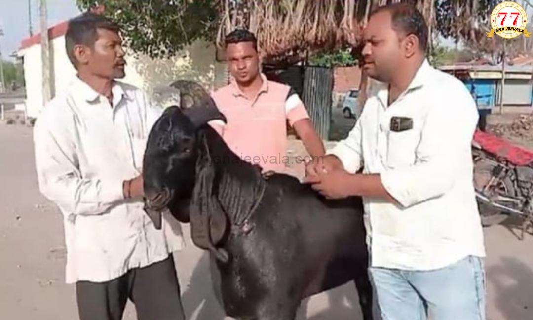 1.80 ಲಕ್ಷ ರೂ.ಗೆ ಮಾರಾಟವಾಯ್ತು ಈ ಮೇಕೆ