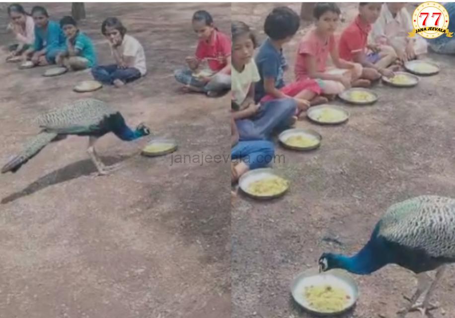 ಮಕ್ಕಳೊಂದಿಗೆ ಬಿಸಿಯೂಟ ಸವಿದ ನವಿಲು !