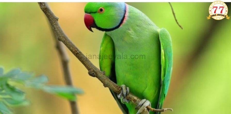 ಮುದ್ದಿನ ಗಿಳಿ ಕಾಣೆಯಾಗಿದೆ…ಅದನ್ನು ಹುಡುಕಿಕೊಟ್ಟವರಿಗೆ 1 ಲಕ್ಷ ರೂ. ಬಹುಮಾನ ಘೋಷಿಸಿದ ಮಾಲೀಕ