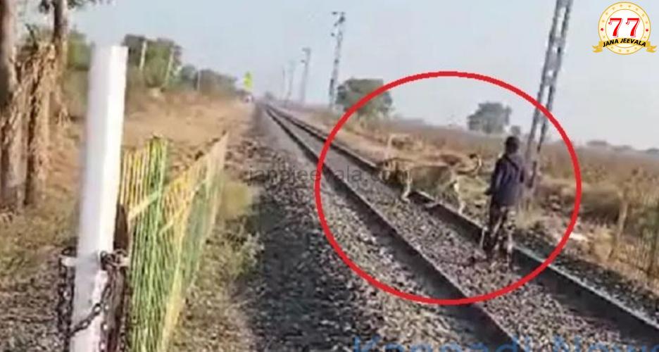 ಕೋಲು ಹಿಡಿದು ರೈಲು ಹಳಿ ಮೇಲಿಂದ ಸಿಂಹವನ್ನು ಓಡಿಸಿದ ಅರಣ್ಯ ಇಲಾಖೆ ಸಿಬ್ಬಂದಿ