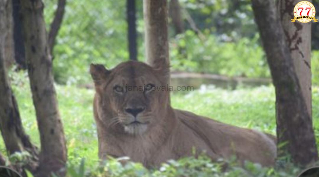 ಬೆಳಗಾವಿ ಮೃಗಾಲಯದಲ್ಲಿದ್ದ ಸಿಂಹಿಣಿ ಮೃತ್ಯು