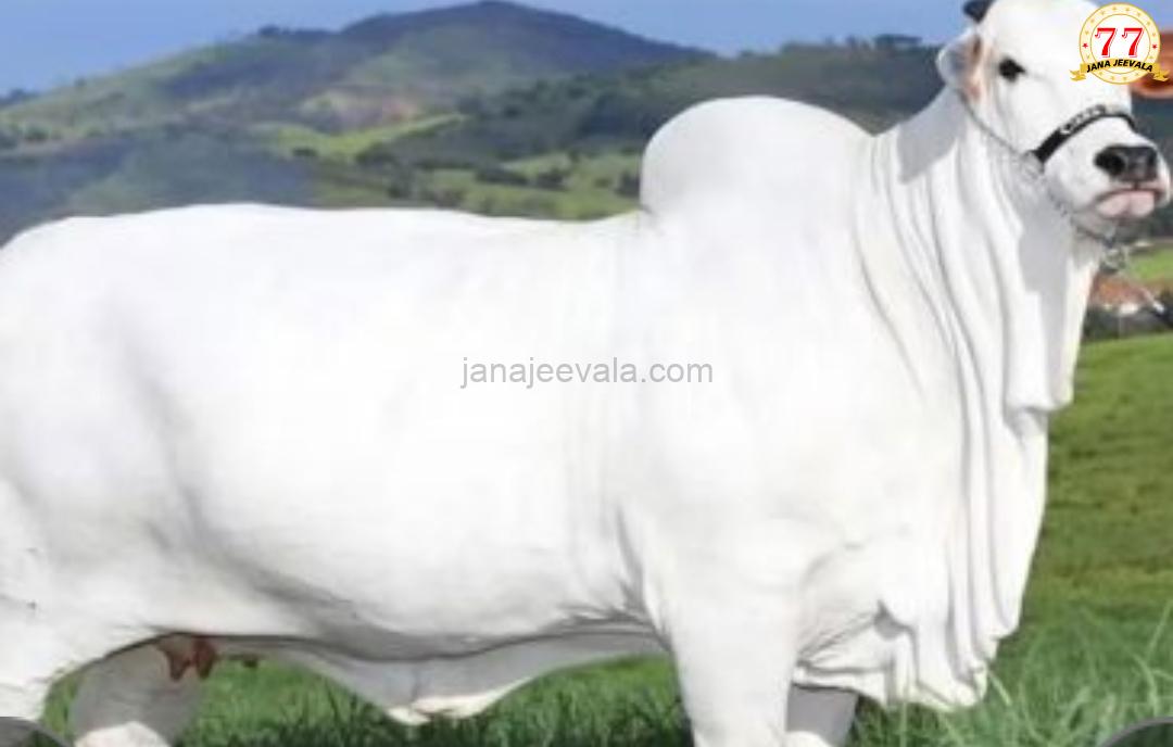 ಭಾರತ ಮೂಲದ ತಳಿಯ ಗೋವು 40 ಕೋಟಿ ರೂ.ಗೆ ಮಾರಾಟ ! ಅತ್ಯಂತ ದುಬಾರಿ ಜಾನುವಾರು ಎಂಬ ಗಿನ್ನೆಸ್ ದಾಖಲೆ
