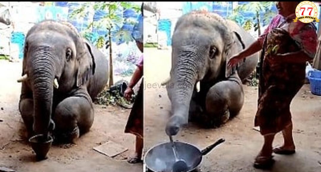 ಆನೆಗೂ ಅಡುಗೆ ಹೇಳಿಕೊಟ್ಟ ಮಹಿಳೆ
