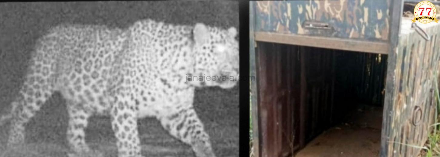 ಸಂಪಗಾಂವ ಬಳಿ ಚಿರತೆ ಪ್ರತ್ಯಕ್ಷ