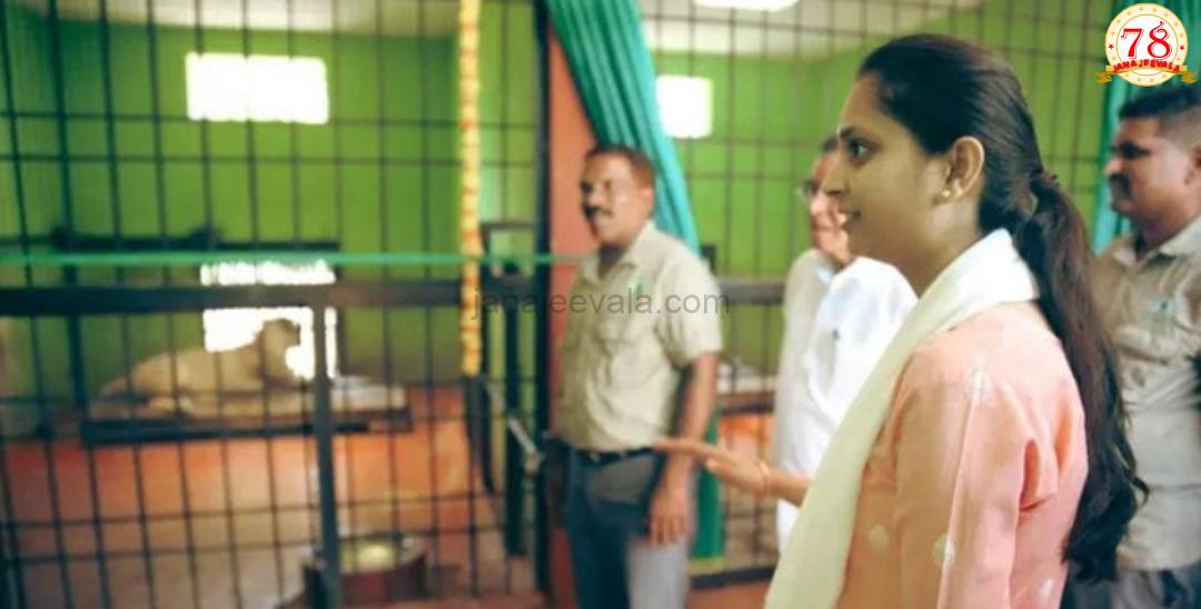 ಕಿತ್ತೂರು ಚೆನ್ನಮ್ಮ ಮೃಗಾಲಯಕ್ಕೆ ಪ್ರಿಯಂಕಾ ಜಾರಕಿಹೊಳಿ ಭೇಟಿ-ನಿತ್ಯ ಹೆಸರಿನ ಹೆಣ್ಣು ಹುಲಿ-ಬೃಂಗಾ ಹೆಸರಿನ ಹೆಣ್ಣು ಸಿಂಹಿಣಿಯನ್ನು ಪ್ರಾಣಿ ಸಂಗ್ರಹಾಲಯಕ್ಕೆ ಬಿಡುಗಡೆ ಮಾಡಿದ ಸಂಸದೆ