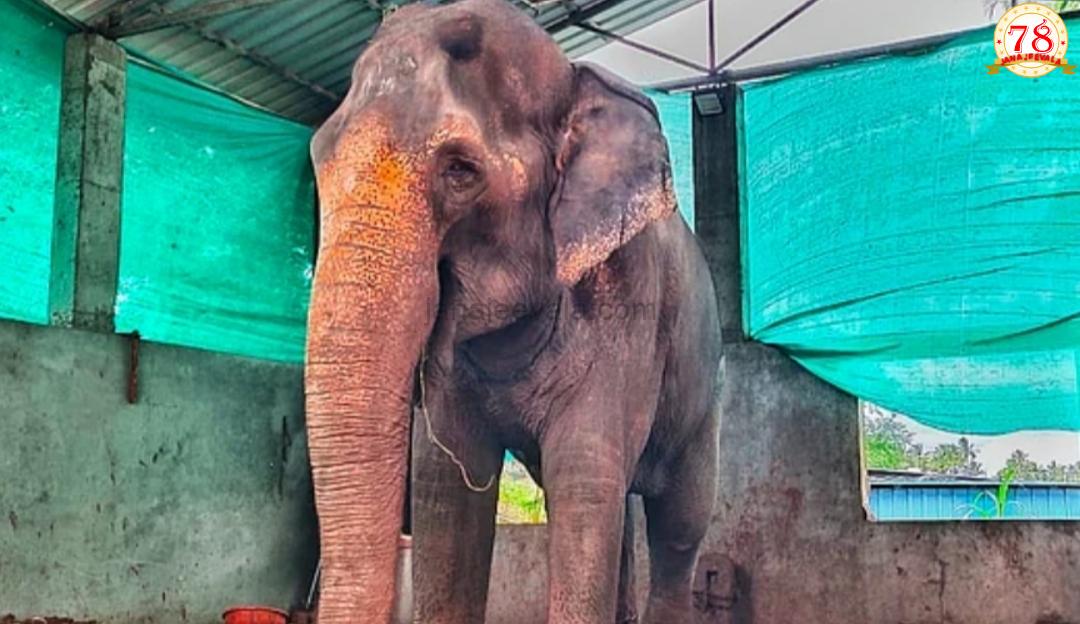 ಆನೆಗಾಗಿ ಹೋರಾಟ: ಜಿಯೊ ಸಿಮ್ ಎಸೆದು ಪ್ರತಿಭಟನೆ