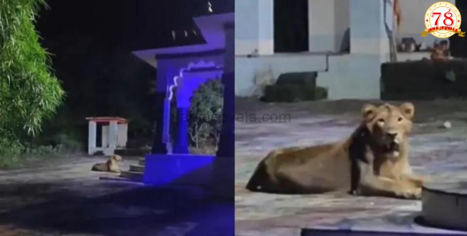 ಈ ಸಿಂಹ ದೇವಸ್ಥಾನ ಕಾಯುತ್ತಿದೆಯೇ..?