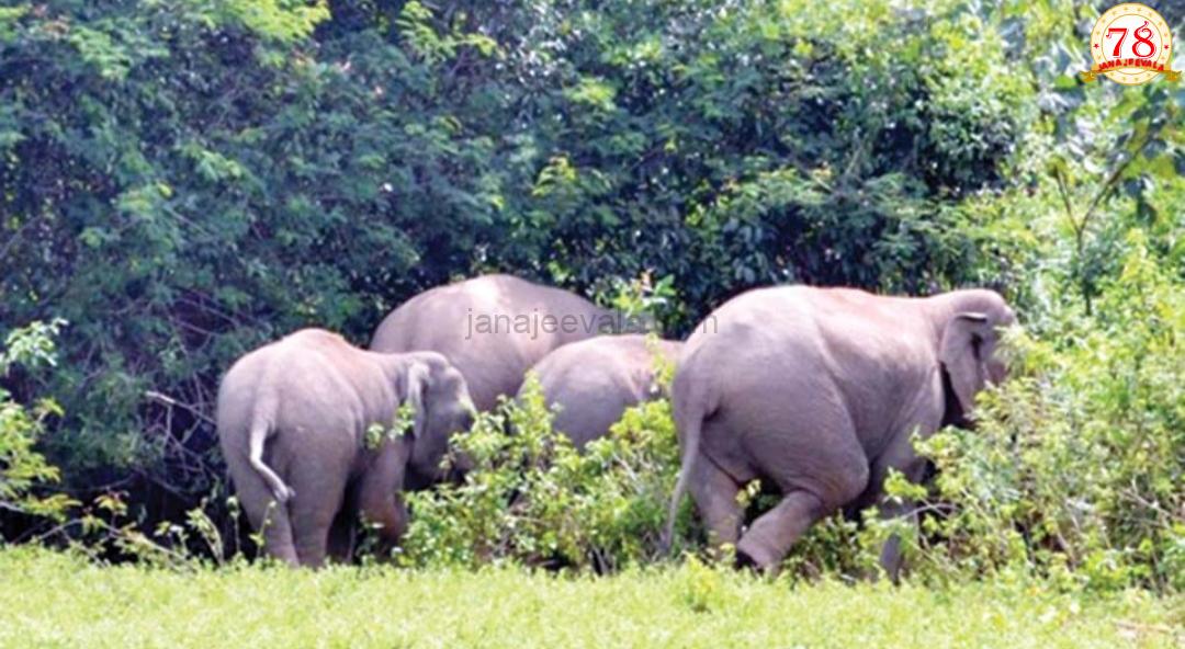 ದಯವಿಟ್ಟು ಕೆಣಕದಿರಿ : ಬೆಳಗಾವಿ, ಖಾನಾಪುರ ತಾಲೂಕಿನಲ್ಲಿ ಕಾಡಾನೆಗಳ ಹಾವಳಿ ಜೋರು