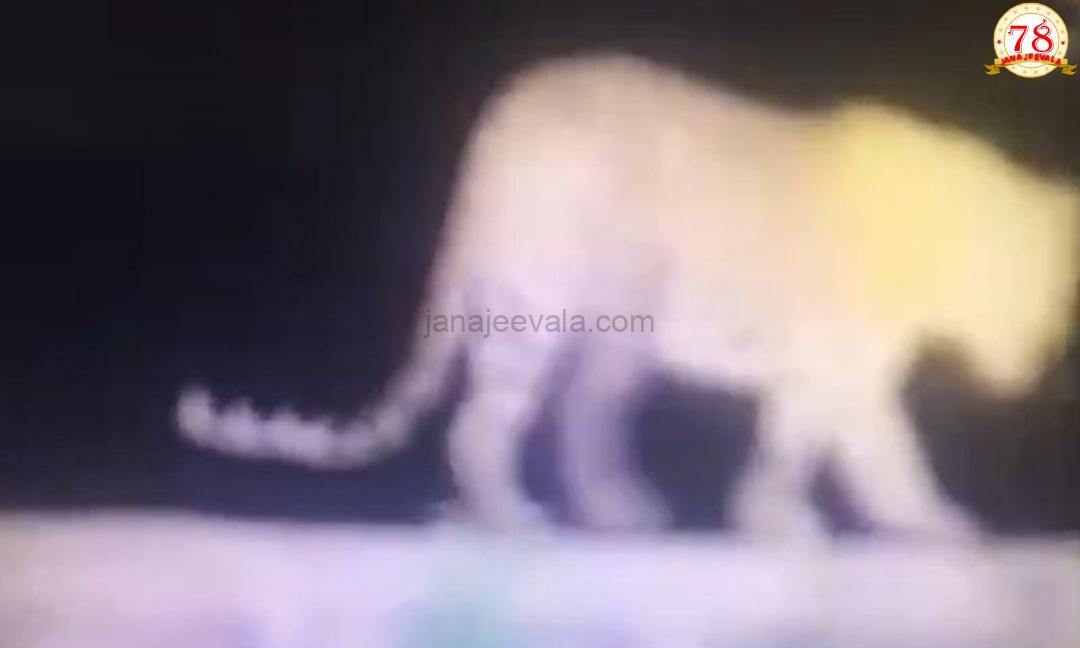 ಹುಬ್ಬಳ್ಳಿ: ಸಭಾಪತಿ ಬಸವರಾಜ ಹೊರಟ್ಟಿ ಅವರ ತೋಟದಲ್ಲಿ ಪ್ರತ್ಯಕ್ಷ