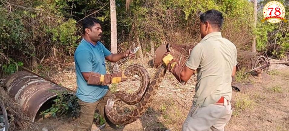 ಒಂದೇ ಸ್ಥಳದಲ್ಲಿ 6 ಹೆಬ್ಬಾವುಗಳು ಪತ್ತೆ…!