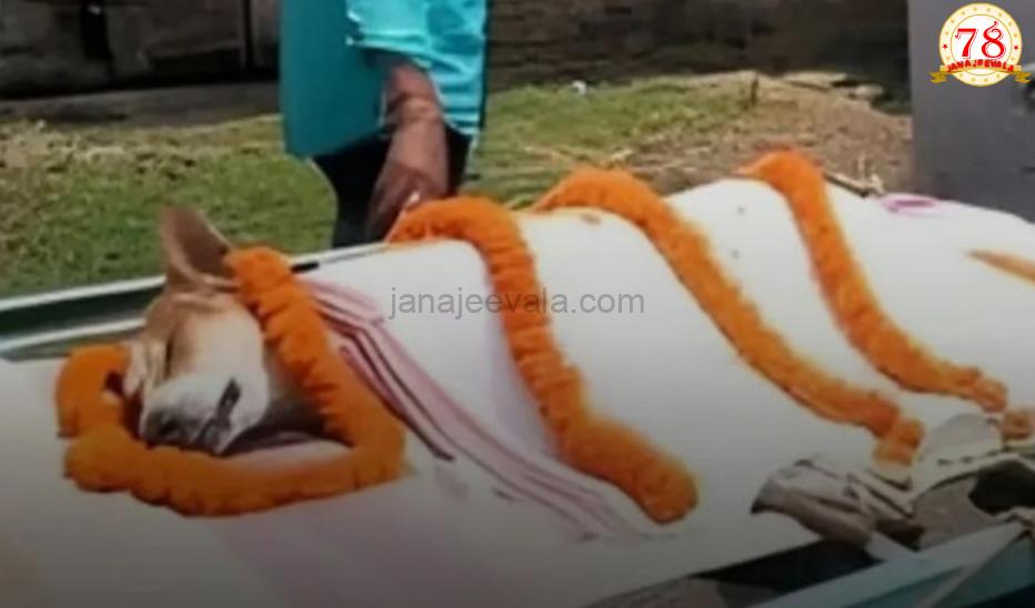 30 ಪುಟ್ಟ ಮಕ್ಕಳ ಪ್ರಾಣ ಉಳಿಸಲು ವಿಷಪೂರಿತ ಹಾವಿನೊಂದಿಗೆ ಹೋರಾಡಿ ಪ್ರಾಣ ತ್ಯಾಗ ಮಾಡಿದ ಬೀದಿ ನಾಯಿ…!