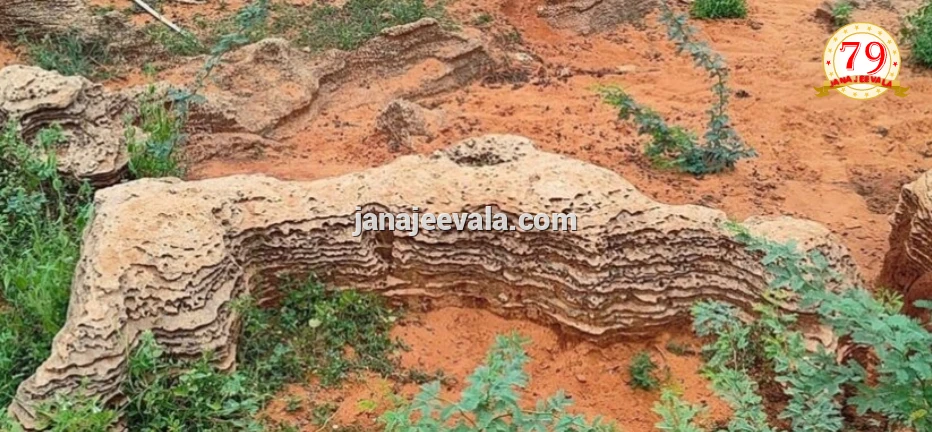 ಮಳೆ ಆರ್ಭಟಕ್ಕೆ ಹೊರಬಂತು ಇತಿಹಾಸದ ರಹಸ್ಯ…! ತಮಿಳುನಾಡಿನಲ್ಲಿ 12,000 ವರ್ಷಗಳಷ್ಟು ಹಿಂದಿನ ಪಳೆಯುಳಿಕೆ ಪತ್ತೆ..!!