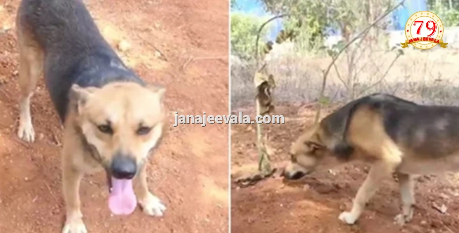 ತುತ್ತು ಅನ್ನ ನೀಡಿದ ಮೃತ ಮಹಿಳೆಯ ಸಮಾಧಿ ಬಿಟ್ಟು ಕದಲದ ಬೀದಿ ನಾಯಿ; ಹೃದಯ ಕಲಕುತ್ತಿದೆ ಈ ದೃಶ್ಯ