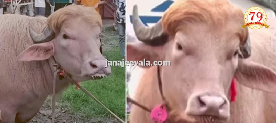 ಬಾಂಗ್ಲಾದೇಶದಲ್ಲಿ ‘ ಡೊನಾಲ್ಡ್ ಟ್ರಂಪ್’ ಹೋಲುವ ʼಕೋಣದ್ದೇ ಹವಾ: ನೋಡಲು ಮುಗಿಬಿದ್ದ ಜನ !