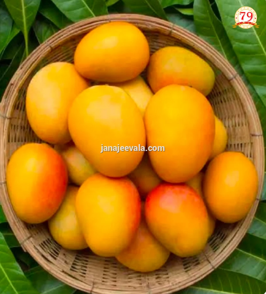 ತಿನ್ನುವ ಮೊದಲು ಮಾವಿನ ಹಣ್ಣು ನೀರಿನಲ್ಲಿ ನೆನೆಸಿ ಇಡಬೇಕೇ ?