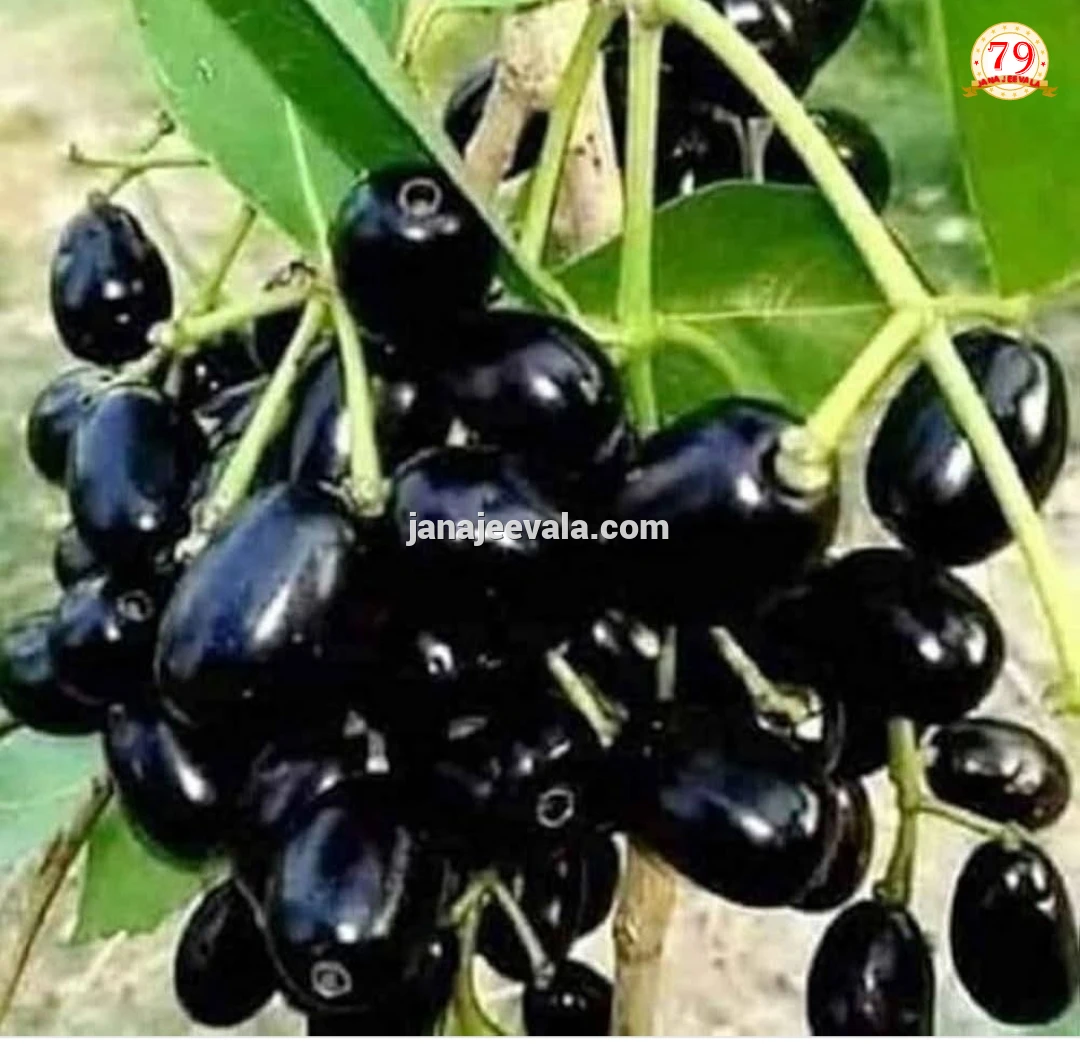 ಈ ವರ್ಷ ನೇರಳೆ ಹಣ್ಣುಗಳ ವಿಪರೀತ ಫಸಲು – ಇದು ಏನನ್ನು ಸೂಚಿಸುತ್ತದೆ ?