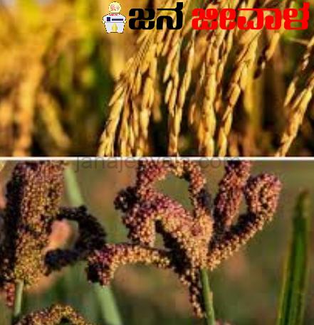 ರೈತರಿಗೆ ಸಿಹಿ ಸುದ್ದಿ: ಭತ್ತ, ರಾಗಿ, ಜೋಳ, ಮೆಕ್ಕೆಜೋಳ ಬೆಂಬಲ ಬೆಲೆ ಹೆಚ್ಚಳ ರೈತರಿಗೆ ಸಿಹಿ ಸುದ್ದಿ: ಭತ್ತ, ರಾಗಿ, ಜೋಳ, ಮೆಕ್ಕೆಜೋಳ ಬೆಂಬಲ ಬೆಲೆ ಹೆಚ್ಚಳ