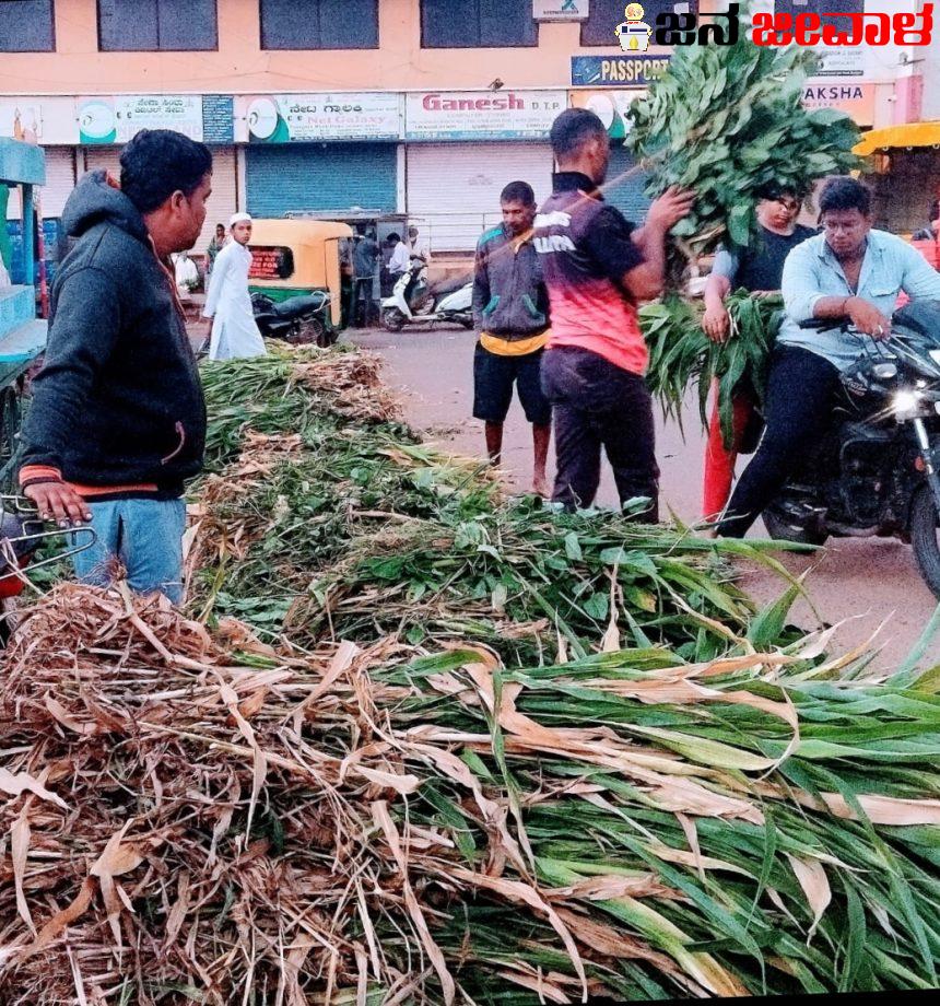 ಇಣುಕದ‌ ಮಳೆ; ಹೆಚ್ಚಿದ ಹಸಿಮೇವಿನ ಬೆಲೆ