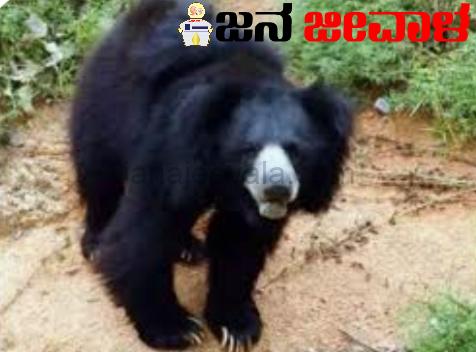 ಕರಡಿ ವಿರುದ್ಧ ಹೋರಾಡಿ ಜೀವ ಉಳಿಸಿಕೊಂಡ ವೃದ್ಧ: ಕಣ್ಣುಗುಡ್ಡೆಗೆ ಗಂಭೀರ ಗಾಯ ಕರಡಿ ವಿರುದ್ಧ ಹೋರಾಡಿ ಜೀವ ಉಳಿಸಿಕೊಂಡ ವೃದ್ಧ: ಕಣ್ಣುಗುಡ್ಡೆಗೆ ಗಂಭೀರ ಗಾಯ