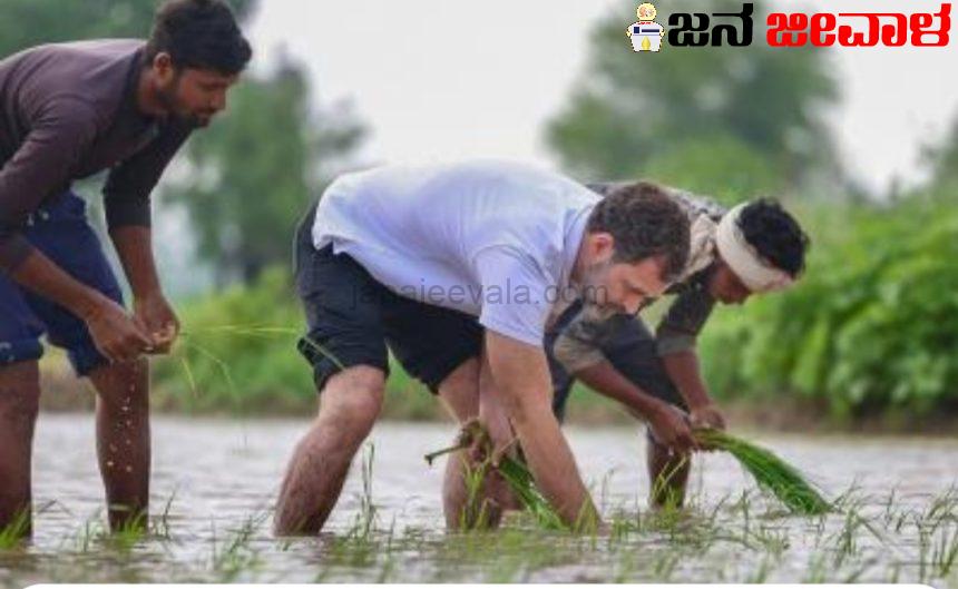 ಭತ್ತ ನಾಟಿ ಮಾಡಿದ ರಾಹುಲ್ ಗಾಂಧಿ