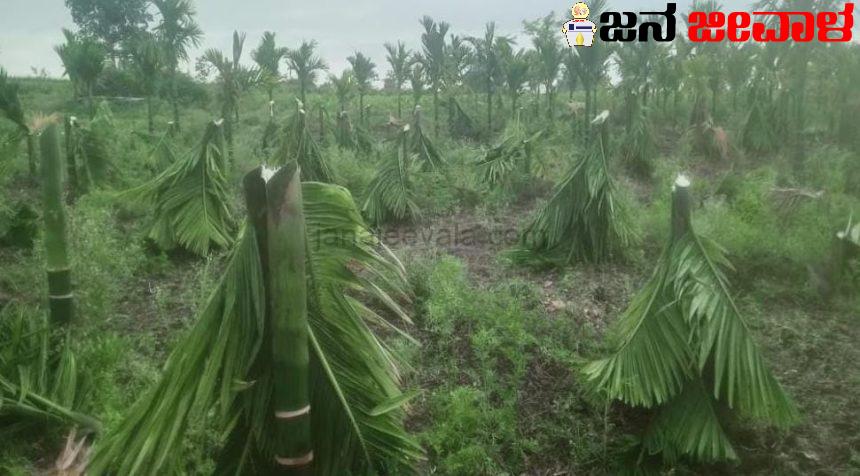 ಹೆಣ್ಣು ಕೊಡದಿದ್ದಕ್ಕೆ 800 ಅಡಕೆ ಮರಗಳ ನಾಶ ಹೆಣ್ಣು ಕೊಡದಿದ್ದಕ್ಕೆ 800 ಅಡಕೆ ಮರಗಳ ನಾಶ