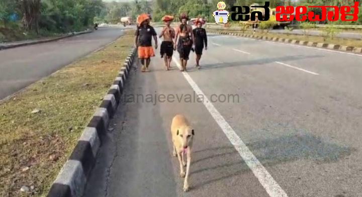 ಅಯ್ಯಪ್ಪ ವ್ರತಧಾರಿಗಳ ಕಾಲ್ನಡಿಗೆ ಪಯಣದಲಿ ಹೆಜ್ಜೆ ಹಾಕುತ್ತಿದೆ ಈ ಶ್ವಾನ..! ಅಯ್ಯಪ್ಪ ವ್ರತಧಾರಿಗಳ ಕಾಲ್ನಡಿಗೆ ಪಯಣದಲಿ ಹೆಜ್ಜೆ ಹಾಕುತ್ತಿದೆ ಈ ಶ್ವಾನ..!