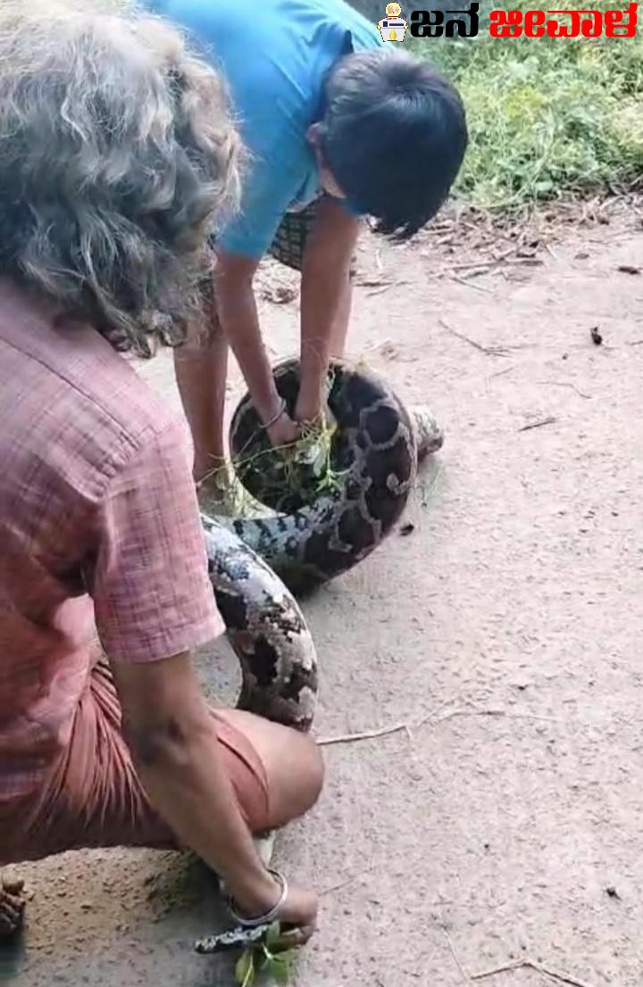 ಮೈನವಿರೇಳಿಸುವ ದೃಶ್ಯ : ಬೃಹತ್ ಗಾತ್ರದ ಹೆಬ್ಬಾವು ಹಿಡಿದ 12 ರ ಬಾಲಕ ! ಮೈನವಿರೇಳಿಸುವ ದೃಶ್ಯ : ಬೃಹತ್ ಗಾತ್ರದ ಹೆಬ್ಬಾವು ಹಿಡಿದ 12 ರ ಬಾಲಕ !
