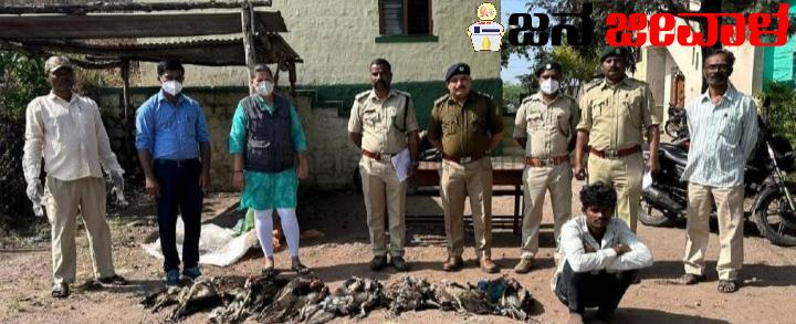 ಮಾಂಸಕ್ಕಾಗಿ ನವಿಲು ಕೊಲ್ಲುತ್ತಿತ್ತು ಈ ತಂಡ : ಕೊನೆಗೂ ಒಬ್ಬನ ಬಂಧನ, ಇನ್ನಿಬ್ಬರಿಗೆ ಶೋಧ ಮಾಂಸಕ್ಕಾಗಿ ನವಿಲು ಕೊಲ್ಲುತ್ತಿತ್ತು ಈ ತಂಡ : ಕೊನೆಗೂ ಒಬ್ಬನ ಬಂಧನ, ಇನ್ನಿಬ್ಬರಿಗೆ ಶೋಧ