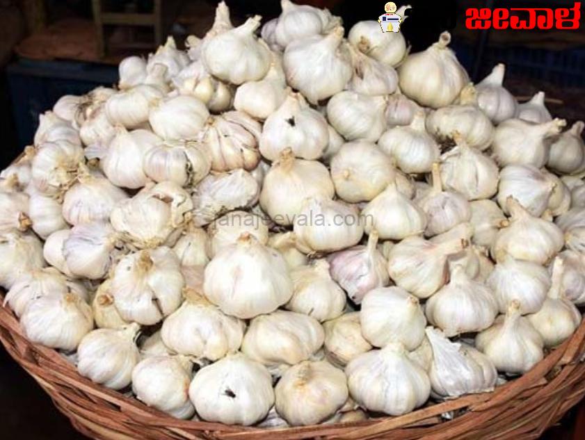 ಕೆಜಿಗೆ 500 ರು. ಮುಟ್ಟಿದ್ದ ದರ ಬೆಳ್ಳುಳ್ಳಿ ದರ ಈಗ ಇಳಿಕೆ ಕೆಜಿಗೆ 500 ರು. ಮುಟ್ಟಿದ್ದ ದರ ಬೆಳ್ಳುಳ್ಳಿ ದರ ಈಗ ಇಳಿಕೆ