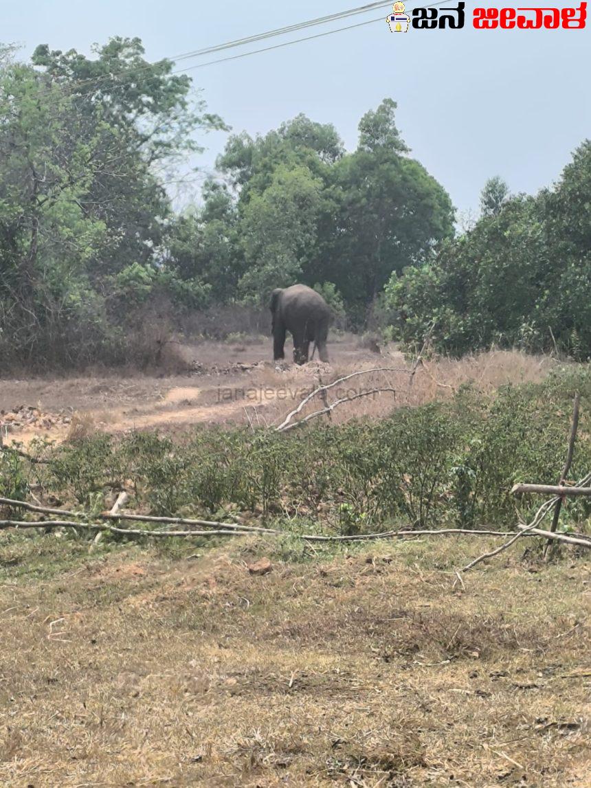 ಖಾನಾಪುರದಲ್ಲಿ ಕಾಡಾನೆ ಪ್ರತ್ಯಕ್ಷ ಖಾನಾಪುರದಲ್ಲಿ ಕಾಡಾನೆ ಪ್ರತ್ಯಕ್ಷ