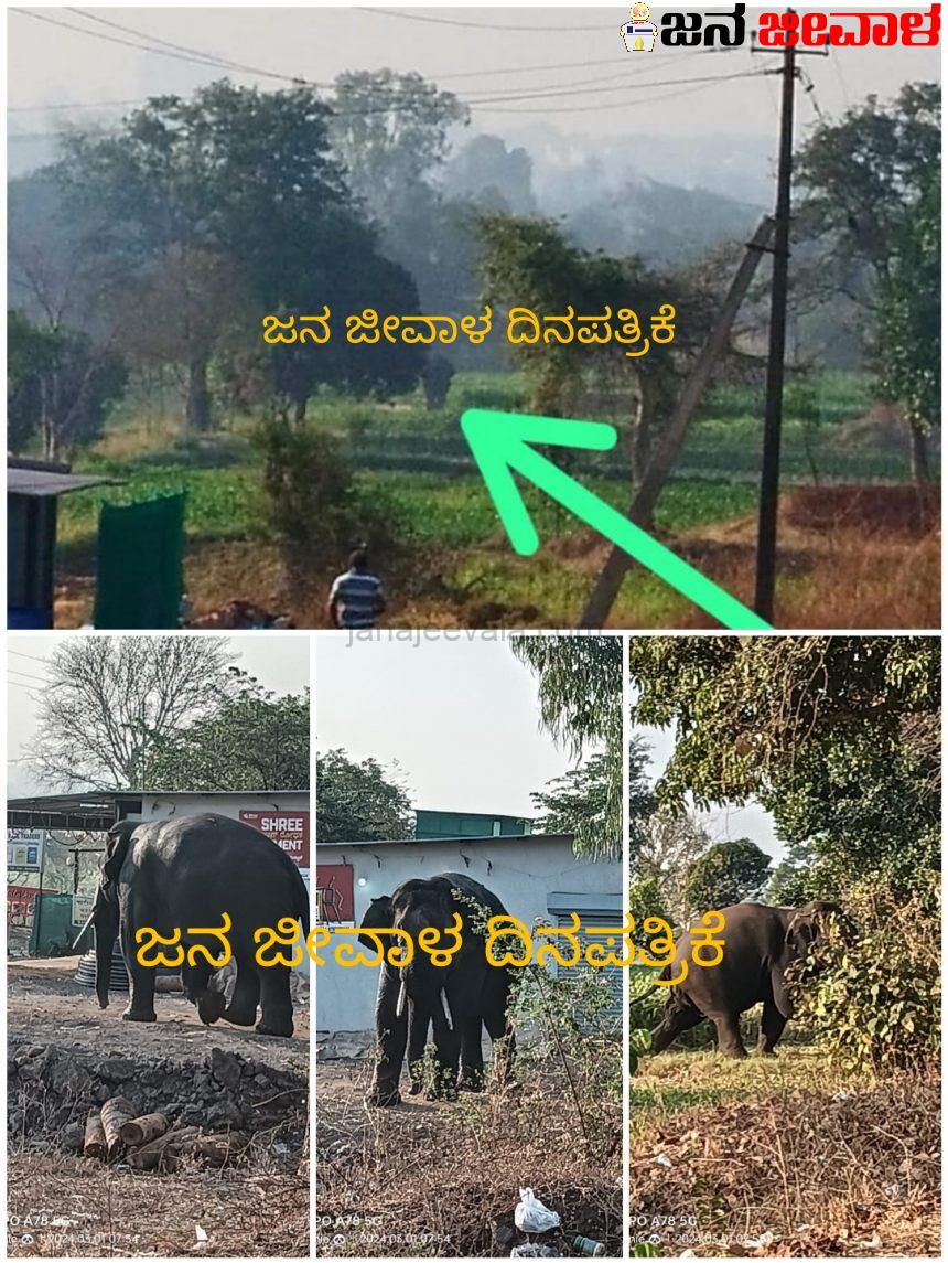 ಆನೆ ಬಂತು ಆನೆ ಬೆಳಗಾವಿಗೆ ಬಂತು ಆನೆ..! ನಗರಕ್ಕೆ ಎಲ್ಲಿಂದ ಬಂತು ಕಾಡಾನೆ…! ಆನೆ ಬಂತು ಆನೆ ಬೆಳಗಾವಿಗೆ ಬಂತು ಆನೆ..! ನಗರಕ್ಕೆ ಎಲ್ಲಿಂದ ಬಂತು ಕಾಡಾನೆ…!