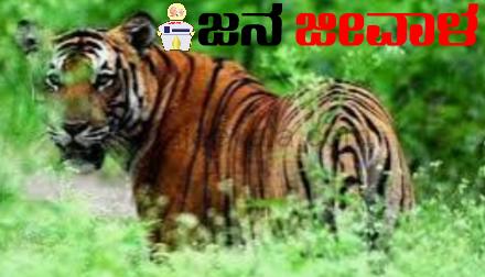 ಬೆಳಗಾವಿಯಲ್ಲಿ ಪ್ರತ್ಯಕ್ಷವಾದ ಹುಲಿ ಬೆಳಗಾವಿಯಲ್ಲಿ ಪ್ರತ್ಯಕ್ಷವಾದ ಹುಲಿ