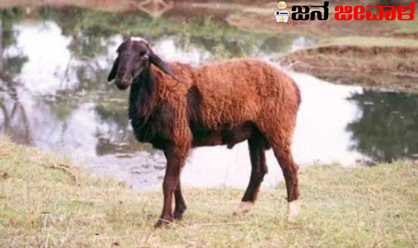 ಹಾಲ್ ಟಿಕೆಟ್ ತಿಂದ ಕುರಿ ಬೇಸರಪಟ್ಟು ಆತ್ಮಹತ್ಯೆಗೆ ಮುಂದಾದ ವಿದ್ಯಾರ್ಥಿನಿ ಹಾಲ್ ಟಿಕೆಟ್ ತಿಂದ ಕುರಿ ಬೇಸರಪಟ್ಟು ಆತ್ಮಹತ್ಯೆಗೆ ಮುಂದಾದ ವಿದ್ಯಾರ್ಥಿನಿ