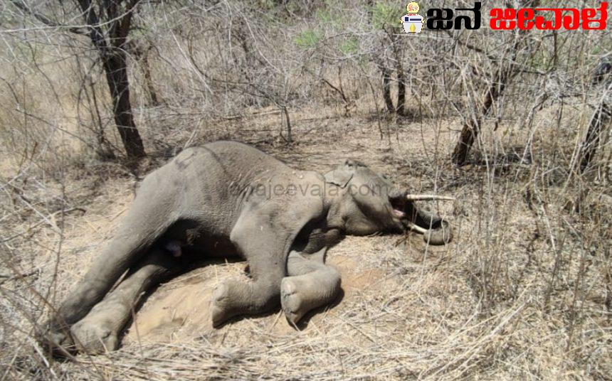 ಬಿಸಿಲಿನ ಅರ್ಭಟ ತಾಳಲಾರದೇ ಕರುನಾಡಲ್ಲಿ ಸಾಯುತ್ತಿವೆ ಆನೆಗಳು