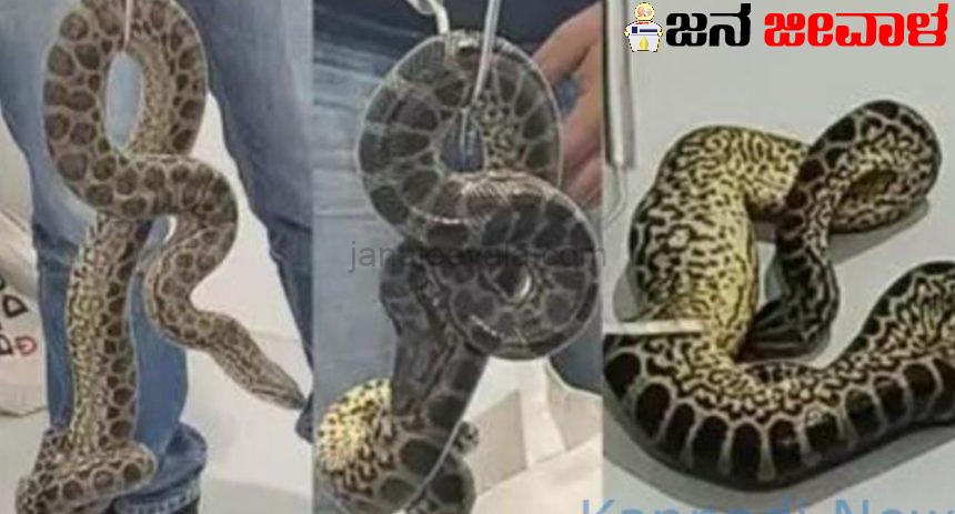 ಬೆಂಗಳೂರು ವಿಮಾನ ನಿಲ್ದಾಣದಲ್ಲಿ ಕಳ್ಳ ಸಾಗಣೆ ಮಾಡುತ್ತಿದ್ದ 10 ಹಳದಿ ಅನಕೊಂಡ ಹಾವುಗಳು ವಶಕ್ಕೆ, ವ್ಯಕ್ತಿಯೊಬ್ಬನ ಬಂಧನ ಬೆಂಗಳೂರು ವಿಮಾನ ನಿಲ್ದಾಣದಲ್ಲಿ ಕಳ್ಳ ಸಾಗಣೆ ಮಾಡುತ್ತಿದ್ದ 10 ಹಳದಿ ಅನಕೊಂಡ ಹಾವುಗಳು ವಶಕ್ಕೆ, ವ್ಯಕ್ತಿಯೊಬ್ಬನ ಬಂಧನ