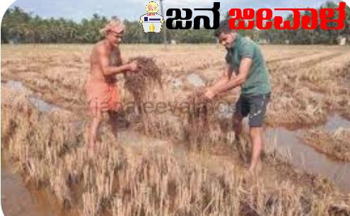 ಬೆಳೆ ಹಾನಿ ಪರಿಹಾರ ವಿತರಣೆ: ರೈತರ ಕುಂದುಕೊರತೆ ಆಲಿಸಲು  ಸಹಾಯವಾಣಿ ಆರಂಭ ಬೆಳೆ ಹಾನಿ ಪರಿಹಾರ ವಿತರಣೆ: ರೈತರ ಕುಂದುಕೊರತೆ ಆಲಿಸಲು  ಸಹಾಯವಾಣಿ ಆರಂಭ