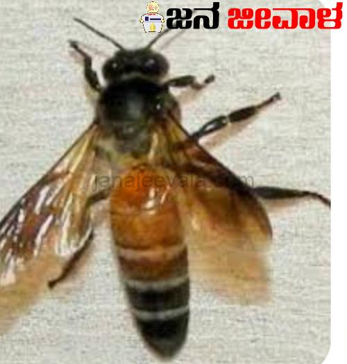 ಶಾಸಕರ ಮೇಲೆ ದಾಳಿ ನಡೆಸಿದ ಜೇನುನೊಣಗಳು