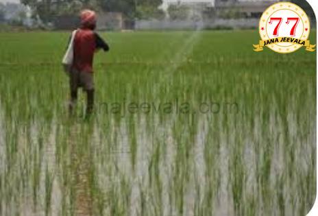 ರೈತರಿಗೆ ಸಿಹಿಸುದ್ದಿ ನೀಡಿದ ಕೇಂದ್ರ ಸರ್ಕಾರ : 14 ಬೆಳೆಗಳಿಗೆ ಕನಿಷ್ಠ ಬೆಂಬಲ ಬೆಲೆ ಹೆಚ್ಚಳಕ್ಕೆ ಅನುಮೋದನೆ ; ಉತ್ಪಾದನಾ ವೆಚ್ಚಕ್ಕಿಂತ 1.5 ಪಟ್ಟು ಹೆಚ್ಚು ರೈತರಿಗೆ ಸಿಹಿಸುದ್ದಿ ನೀಡಿದ ಕೇಂದ್ರ ಸರ್ಕಾರ : 14 ಬೆಳೆಗಳಿಗೆ ಕನಿಷ್ಠ ಬೆಂಬಲ ಬೆಲೆ ಹೆಚ್ಚಳಕ್ಕೆ ಅನುಮೋದನೆ ; ಉತ್ಪಾದನಾ ವೆಚ್ಚಕ್ಕಿಂತ 1.5 ಪಟ್ಟು ಹೆಚ್ಚು