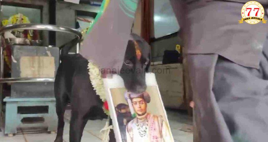 ಲೋಕಸಭಾ ಚುನಾವಣೆ ಫಲಿತಾಂಶದ ಅಚ್ಚರಿ ಭವಿಷ್ಯ ನುಡಿದ ಮೈಸೂರು ಶ್ವಾನ ! ಲೋಕಸಭಾ ಚುನಾವಣೆ ಫಲಿತಾಂಶದ ಅಚ್ಚರಿ ಭವಿಷ್ಯ ನುಡಿದ ಮೈಸೂರು ಶ್ವಾನ !