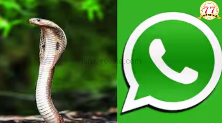 ಹಾವು ಕಡಿತದ ಬಗ್ಗೆ ವಾಟ್ಸಪ್ ಮೂಲಕ ಜಾಗೃತಿ ಹಾವು ಕಡಿತದ ಬಗ್ಗೆ ವಾಟ್ಸಪ್ ಮೂಲಕ ಜಾಗೃತಿ