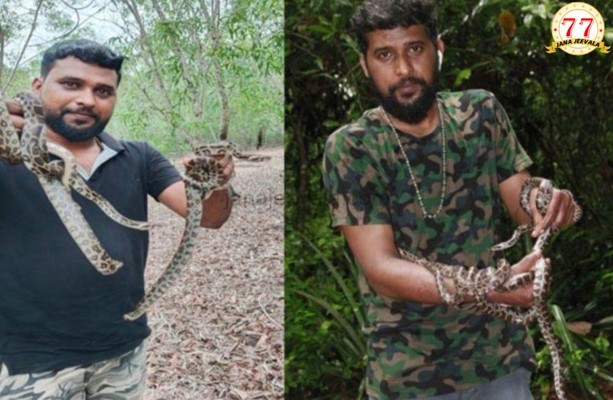 ಹೆಬ್ಬಾವಿನ ಮೊಟ್ಟೆಗಳಿಗೆ ಕೃತಕ ಕಾವು ನೀಡಿ ಮರಿಗಳ ರಕ್ಷಣೆ ಹೆಬ್ಬಾವಿನ ಮೊಟ್ಟೆಗಳಿಗೆ ಕೃತಕ ಕಾವು ನೀಡಿ ಮರಿಗಳ ರಕ್ಷಣೆ