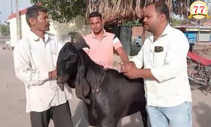 1.80 ಲಕ್ಷ ರೂ.ಗೆ ಮಾರಾಟವಾಯ್ತು ಈ ಮೇಕೆ 1.80 ಲಕ್ಷ ರೂ.ಗೆ ಮಾರಾಟವಾಯ್ತು ಈ ಮೇಕೆ