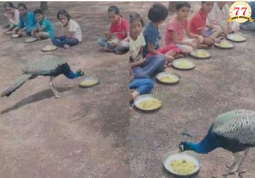 ಮಕ್ಕಳೊಂದಿಗೆ ಬಿಸಿಯೂಟ ಸವಿದ ನವಿಲು ! ಮಕ್ಕಳೊಂದಿಗೆ ಬಿಸಿಯೂಟ ಸವಿದ ನವಿಲು !