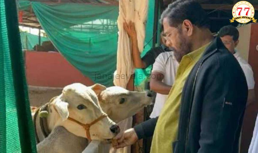 ದೇಸಿ ಹಸುಗಳನ್ನು ರಾಜ್ಯಮಾತೆ- ಗೋಮಾತೆಯೆಂದು ಘೋಷಿಸಿದ ಮಹಾರಾಷ್ಟ್ರ ಸರಕಾರ ದೇಸಿ ಹಸುಗಳನ್ನು ರಾಜ್ಯಮಾತೆ- ಗೋಮಾತೆಯೆಂದು ಘೋಷಿಸಿದ ಮಹಾರಾಷ್ಟ್ರ ಸರಕಾರ