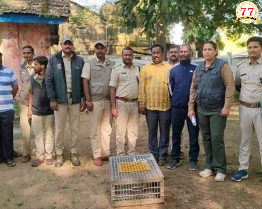 ಚೀನಾಗೆ ಚಿಪ್ಪು ಹಂದಿ ಸಾಗಿಸುತ್ತಿದ್ದ ಗ್ಯಾಂಗ್ ಬಂಧನ ; ಇನ್ನಿಬ್ಬರು ಪರಾರಿ ಚೀನಾಗೆ ಚಿಪ್ಪು ಹಂದಿ ಸಾಗಿಸುತ್ತಿದ್ದ ಗ್ಯಾಂಗ್ ಬಂಧನ ; ಇನ್ನಿಬ್ಬರು ಪರಾರಿ