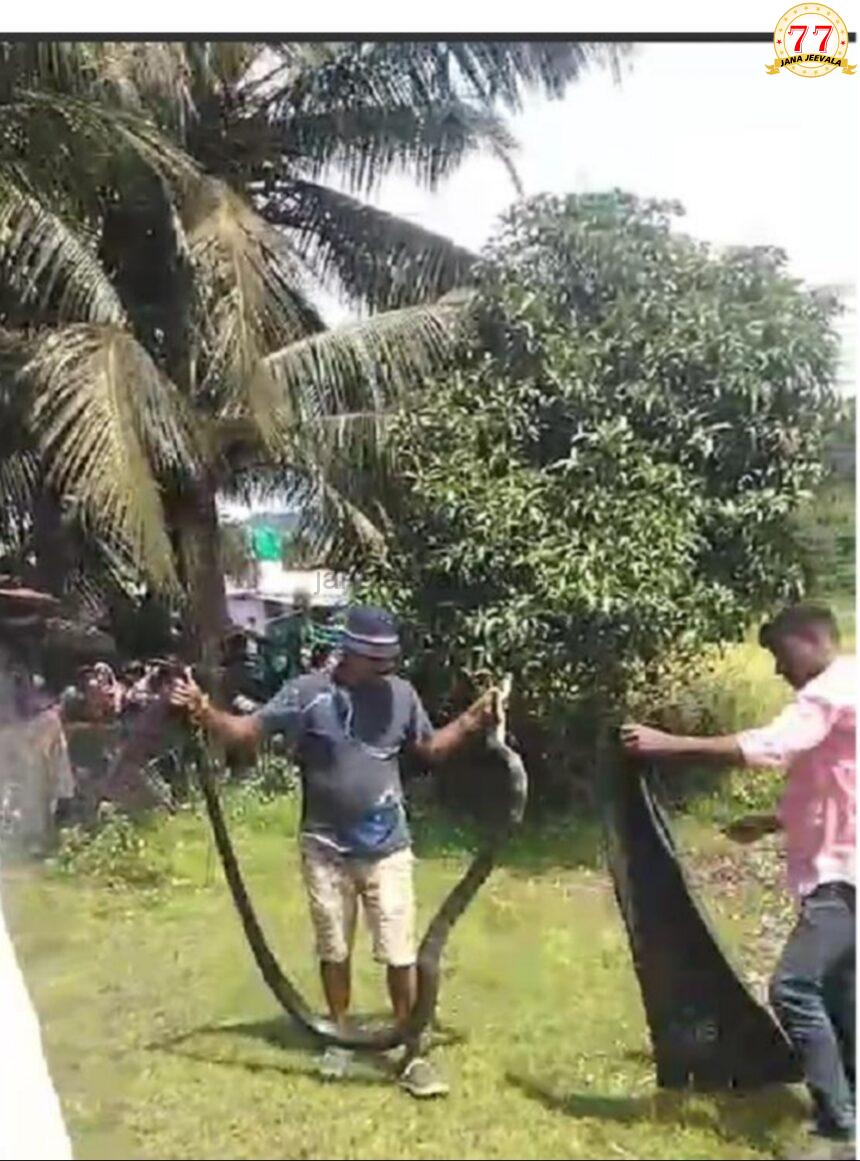 ಮಾವಿನ ಮರ ಏರಿ ಕುಳಿತಿದ್ದ ಬೃಹತ್ ಗಾತ್ರದ ಕಾಳಿಂಗ ಸರ್ಪ ಸೆರೆ ಮಾವಿನ ಮರ ಏರಿ ಕುಳಿತಿದ್ದ ಬೃಹತ್ ಗಾತ್ರದ ಕಾಳಿಂಗ ಸರ್ಪ ಸೆರೆ